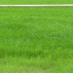 Bloodtree Oval