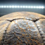 Barnstoneworth Results